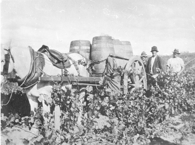 Photograph, Grape Picking in Great Western 1902