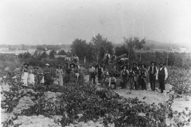 Photograph, St Peters Vineyard in Great Western 1890