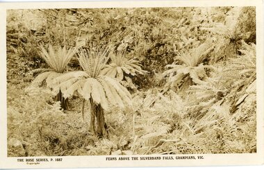 Postcard, Rose Series, Ferns above Silverband Falls Grampians  c1906