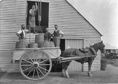 Photograph, Henry Bests Vineyard, early 1900's