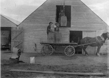 Photograph, Henry Bests Vineyard, early 1900's