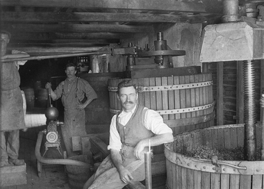 Photograph, Henry Bests Vineyard, early 1900's