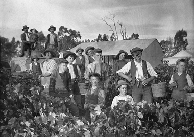 Photograph, Bests Vineyard Great Western, early 1900's