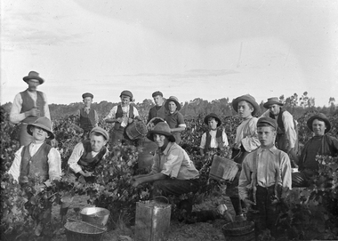 Photograph, Bests Vineyard Great Western, early 1900's