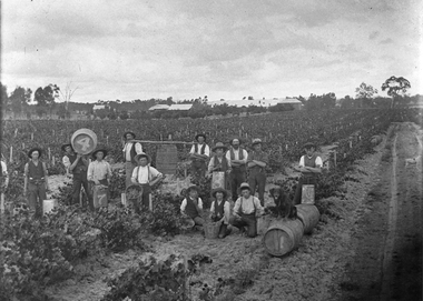 Photograph, Bests Vineyard Great Western, early 1900's
