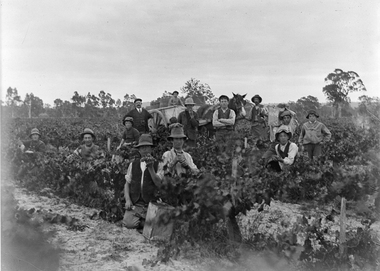 Photograph, Bests Vineyard Great Western, early 1900's