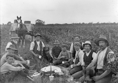 Photograph, Bests Vineyard Great Western, early 1900's