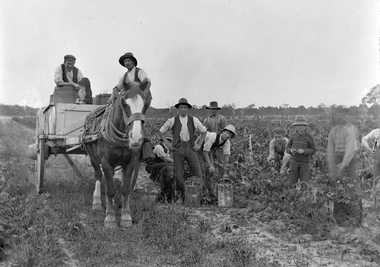 Photograph, Bests Vineyard Great Western, early 1900's
