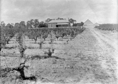 Photograph, Bests Vineyard Great Western, early 1900's