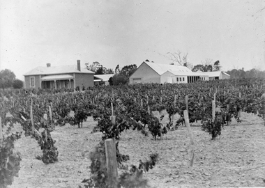 Photograph, Bests Vineyard Great Western, early 1900's