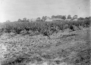 Photograph, Bests Vineyard Great Western, early 1900's