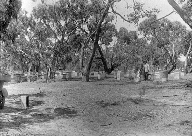 Photograph, Bee Hives Great Western, early 1900's