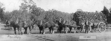 Photograph, Horse Team with load of Mallee Roots with Mr Alfred Benjamin Lokan c1920