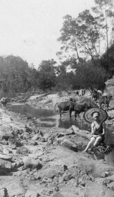 Photograph, Sunbather with cattle