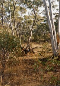 Photograph, Photograph showing bushland opposite the mines current entrance