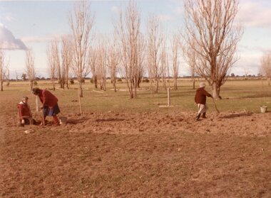 Photograph, "Ashen" Homestead -- 1984 planting trees, 1993 showing some graves and the growth of the trees -- 11 Photos