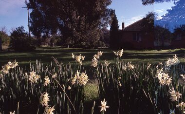 Photograph - Slides, Ian McCann, Flowers July 80, 1976 - 1984