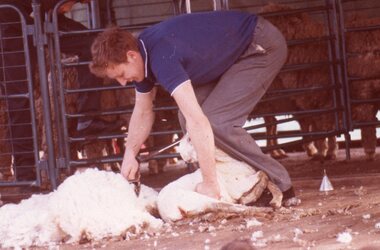 Slide, Ian McCann, Shearing s Sheep