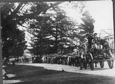Photograph, Bullock Team Transporting Logs or Rocks Possibly Carrs Plains, c 1900