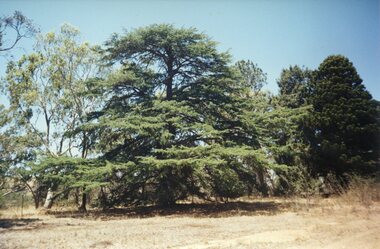 Photograph, Junction Hotel gardens - Armstong