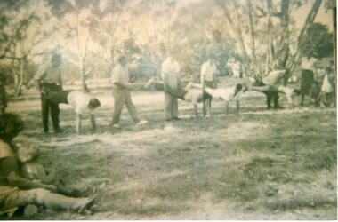 Photograph, Wheelbarrow Race