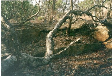 Photograph, Don Rickard, Black Range Quarry Site, May 1999