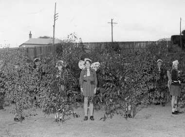 Photograph, Stawell Brownies with fairy wings amongst tree saplings