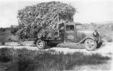 Photograph, Eucalyptus Leaf Transport for Bennets Distillery by Crays Deep Lead, c.1944