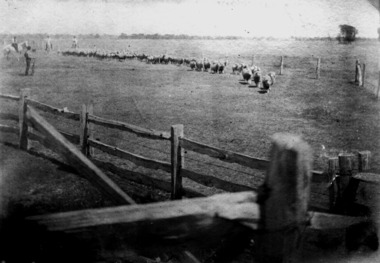 Photograph, Carrs Plains Wettenhall CD, 2006