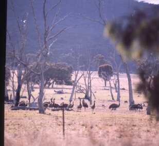Slide, Set of Large Format colour positive slides of Great Western c1970 - Emus at Grampians