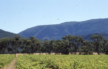 Slide, Set of Large Format colour positive slides of Great Western c1970 -  Winery