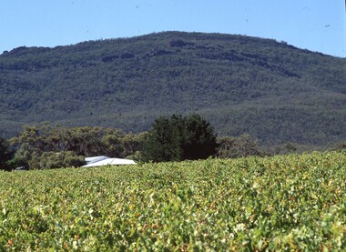 Slide, Set of Large Format colour positive slides of Great Western c1970 - Winery