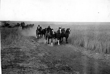 Photograph, Teams of Horses Carrs Plains Harvesting