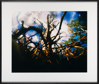 Photograph, AUTIO, Narelle, Barmah Forest, 2006