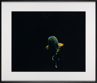 Photograph, AUTIO, Narelle, Swimming Cod, 2006