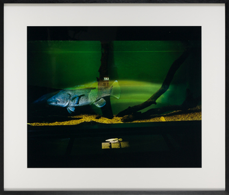 Photograph, AUTIO, Narelle, Agro, 2006