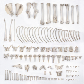 Photograph: Jessie IMAM, Jessie Imam, Untitled #3 (fox bones - ordered), 2012