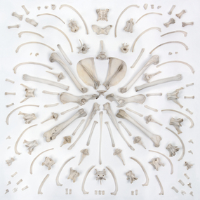 Photograph: Jessie IMAM, Jessie Imam, Untitled #4 (fox bones - pattern), 2012