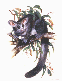 Drawing: Paul MARGOCSY (b.1945 MELB AUS), Greater Glider, c.1984
