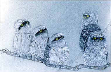 Drawing: Margot KROYER-PEDERSON (b.1931 - d.1997), Frogmouths