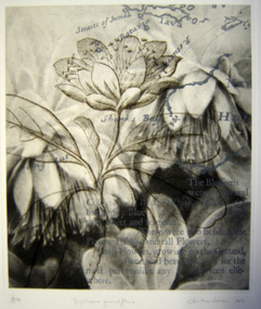 Print (solar engraving), Christine JOHNSON, Diplolaena grandiflora, Voyages Botanical series A, 2014