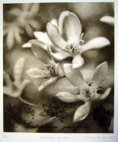 Print (solar engraving): Christine JOHNSON, Christine JOHNSON, Ceratopetalum gummiferum Voyages Botanical Series A