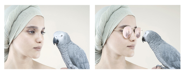 Photograph, Petrina Hicks, The Self Awareness of African Grey Parrots, 2024