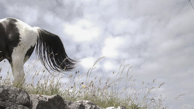 Video still showing the back of a horse in profile against the sky.  The horse is standing on a hill and there are blades of grass in seed growing from the rocky ground.  The horse is white with brown patches and tail