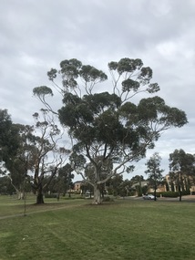 Photograph - Cairnlea Photographs 2021, John Alchin, 2021