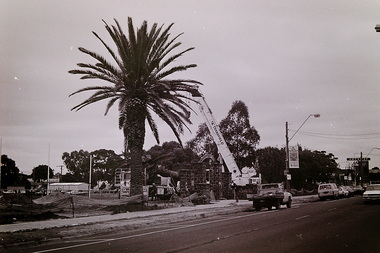 Photograph - Errington Reserve Palm Tree Planting, The Advocate, 1993