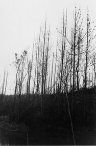 Photograph - Ash Wednesday fire, 1983