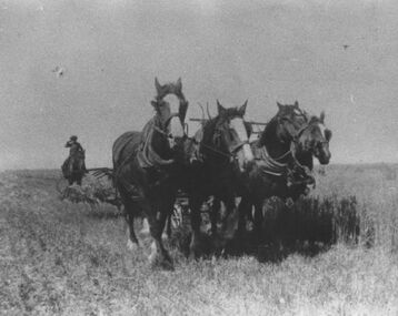 Photograph - Four horse team pulling reaper and binder, 1976