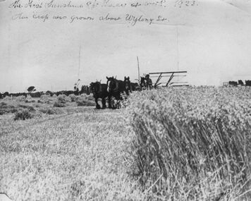 Photograph - Horse drawn 8ft Binder, 1923