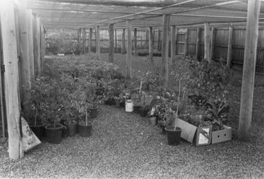 Photograph - Replantation after fires, 1983